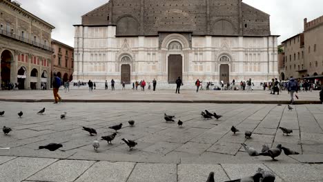 Pigeons-Searching-For-Food-At-Piazza-Maggiore-With-The-Basilica-of-San-Petronio-In-The-Background