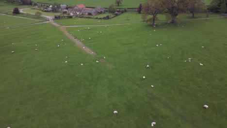 Drohne-Schoss-über-Ein-Feld-In-Einer-Englischen-Landschaft-Voller-Schafe