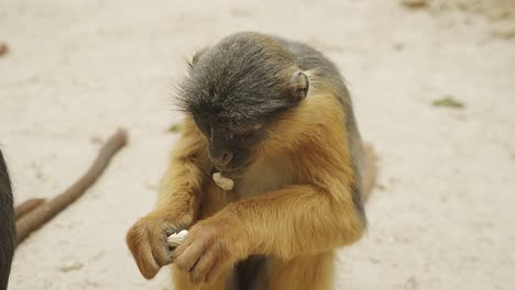 El-Pequeño-Mono-Sabaeus-Comiendo-Maní-En-La-Reserva-Natural-De-Gambia.