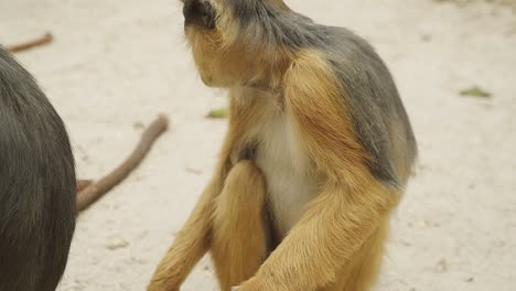 African-small-Sabaeus-monkey-chewing-on-a-peanut-in-Gambian-nature-reserve