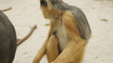 Pequeño-Mono-Africano-Sabaeus-Masticando-Un-Maní-En-La-Reserva-Natural-De-Gambia