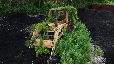 An-aerial-view-of-a-rusted-tractor,-overrun-by-nature-with-green-vines-and-bushes,-surrounded-by-black-mulch-on-a-sunny-day