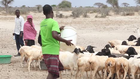 África,-Kenia,-Frontera-Entre-Kenia-Y-Somalia---Mujeres-Kenianas-Pastan-Un-Rebaño-De-Ovejas---20-De-Agosto-De-2018