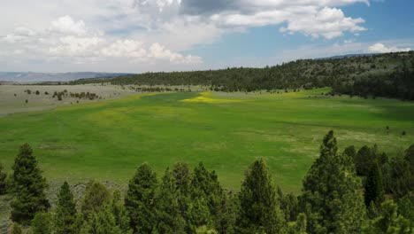 Aerial-View-Of-Green-Meadow,-Trees-And-Mountain-During-Daytime-In-Willowcreek,-Malheur-County,-Oregon,-United-States