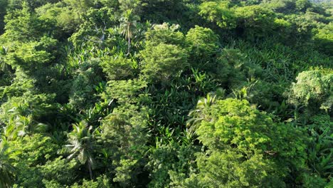 Rotating-overhead-drone-shot-of-lush,-tropical-rainforest-in-Catanduanes,-Philippines-with-palm-and-acacia-trees
