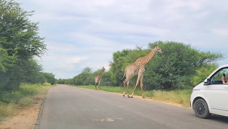 Giraffen-überqueren-Die-Straße-Vor-Dem-Safari-Auto,-Während-Ein-Tourist-Fotos-Macht