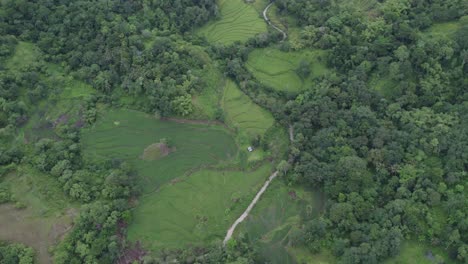 Lush-green-vegetation-with-rice-paddies-at-Sumba-island-Indonesia,-aerial