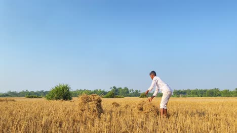 Seed-to-Grain:-A-Boy's-Journey-in-Bangladesh's-Rice-Fields