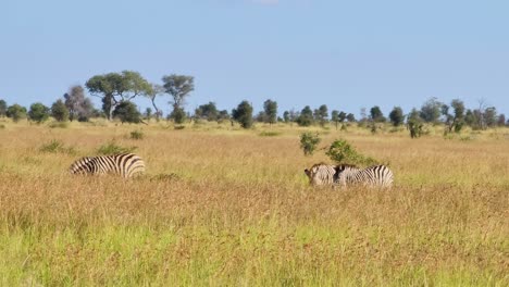A-herd-of-wild-zebras-walking-through-the-bush-grassland,-Kruger-National-Park,-South-Africa