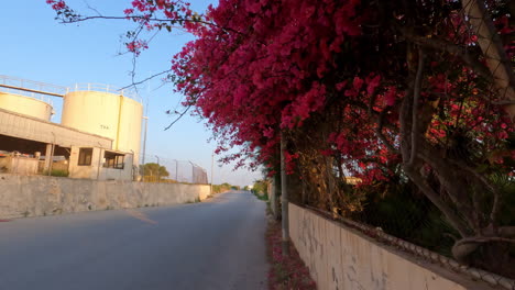 Dolly-below-bush-trees-lining-empty-road-with-pink-flowers