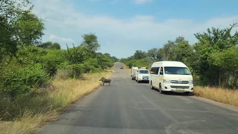 Warthog-running-on-a-road-between-vehicles,-in-Kruger-National-Park,-South-Africa