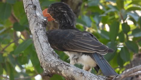 Gran-Pájaro-Gris-Volando-Lejos-De-Una-Rama-De-árbol,-En-El-Parque-Nacional-Kruger,-Sudáfrica