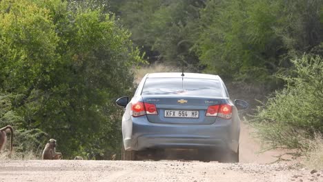Baboons-walk-on-dirt-road-as-car-safari-slowly-progresses