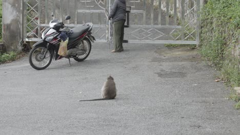 Back-View-Of-Long-tailed-Macaque-Sitting-On-The-Ground,-Looking-At-The-Man-Opening-Gate-In-Con-Dao,-Vietnam