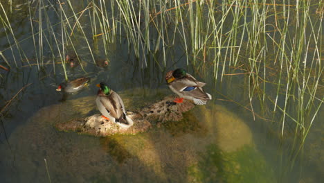 High-angle-shot-over-ducks-resting-on-rocks-along-the-side-of-a-pond-surrounded-by-tall-grass-on-a-sunny-day
