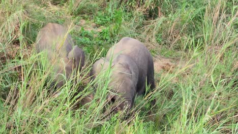 Dos-Jóvenes-Elefantes-Salvajes-Comiendo-Hierba-En-La-Sabana,-Parque-Nacional-Kruger,-Sudáfrica