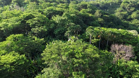 Aerial-view-of-tropical-rainforest-foliage-with-lush-green-variety-of-trees