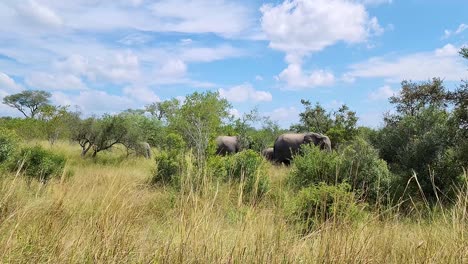 A-herd-of-wild-elephants-walking-through-the-savannah-bush,-Kruger-National-Park,-South-Africa