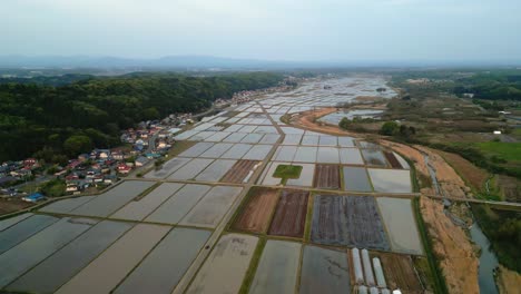 Cinematic-aerial:-Rice-paddy-fields-with-watered-agriculture-plants-on-cloudy-day-in-rural-japan