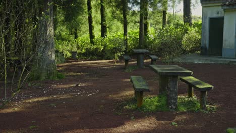 Azoren:-Kleine-Vögel-Auf-Nahrungssuche-In-Der-Nähe-Des-Picknickplatzes-Im-Canário-Waldpark