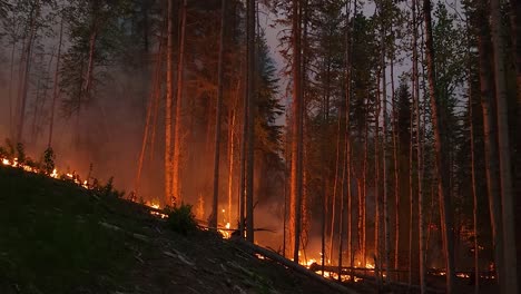 Incendio-Forestal-En-Canadá-Debido-Al-Cambio-Climático,-árboles-En-Llamas-Y-Humo-Gris-Intenso-Que-Se-Cierne-Sobre-El-Cielo,-Fox-Creek,-Canadá,-5-22-2023