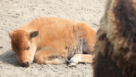 Junge-Büffel-Grasen-Auf-Dreck-Und-Sitzen-Auf-Dem-Boden-Im-Zoo