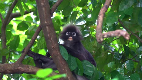 Wild-dusky-leaf-monkey,-spectacled-langur,-trachypithecus-obscurus,-lounging-on-treetop,-sheltered-beneath-the-green-canopy-in-its-natural-forest-habitat,-curiously-wondering-around-the-surroundings