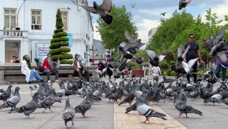 A-kid-is-running-in-flock-group-of-flying-birds-pigeon-in-the-old-city-of-Rasht-in-Gilan-middle-east-Asia-Saudi-travel-tourism-attraction-kingdom-in-green-tree-nature-white-house-building-family-tour
