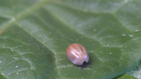 Large-tick-has-its-body-swollen-with-blood-and-crawls-on-leaf-towards-edge-of-frame
