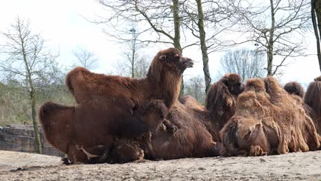 Brown-Camel-Lying-On-The-Ground-In-Zoo