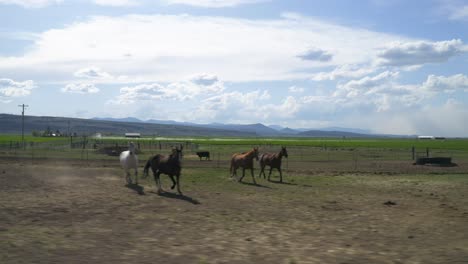 Gruppe-Von-Pferden,-Die-Frei-Auf-Dem-Offenen-Feld-Unter-Der-Sonne-In-Abert-Rim,-Oregon,-Laufen