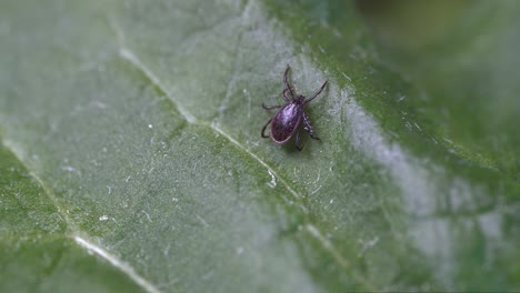 Dark-brown-tick-crawling-on-leaf-while-searching-for-host---Top-of-frame,-close-up-macro