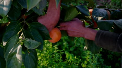 Aufnahmen-Von-Arbeiterhänden,-Die-Einen-Orangefarbenen-Paradiesapfel-Vom-Obstbaum-Pflücken