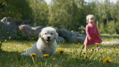 Adorable-puppy-discovers-toddler-walking-grassy-park