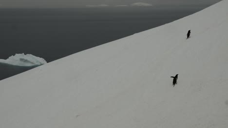 Two-penguin-walking-up-the-hill-to-reach-colony,-over-snow-and-ice