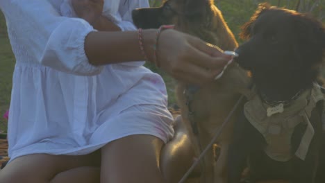 Asian-girl-with-white-dress-petting-two-dogs-and-feeds-them-with-snacks