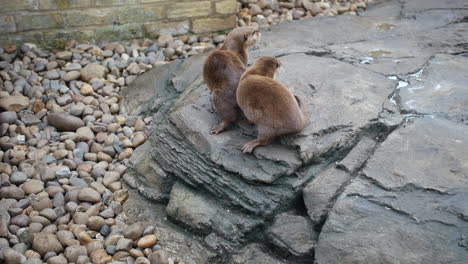 Otters-on-a-rock-in-a-zoo