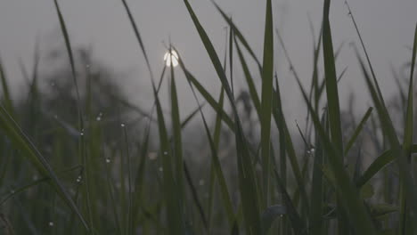 Close-up-shot-of-long-grass-with-dew-on-it-in-the-morning-while-there-is-a-sunrise-in-the-background-and-drops-of-dew-hanging-from-the-leafs-of-the-plants-LOG