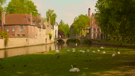 Muchos-Cisnes-Descansando-En-Uno-De-Los-Lugares-Más-Bellos-De-Europa-En-Brujas,-Bélgica.