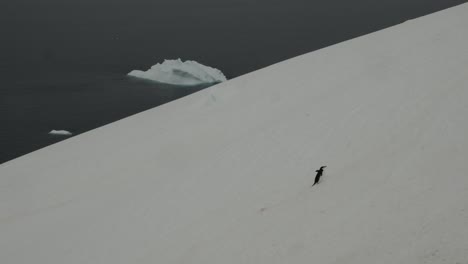 Penguin-walking-along-in-snow,-hard-to-go-uphill-with-water-and-iceberg-in-background