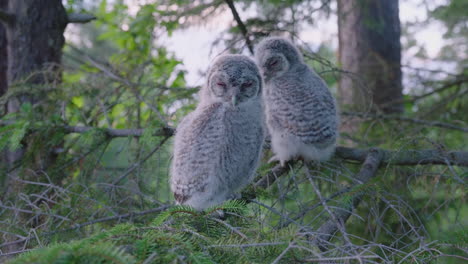 Two-Tawny-Owl-Fledging-Sitting-And-Sleeping-On-The-Tree-Branch-In-The-Woodland