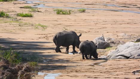 Un-Par-De-Rinocerontes-Blancos-Caminando-En-El-Safari