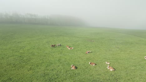 Cows-Resting-On-Verdant-Pasture-Land-In-County-Wexford-On-A-Foggy-Morning-In-Ireland