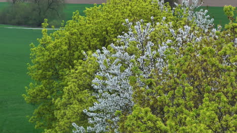 Cornus-Florida-aka-Flowering-Dogwood-Fruit-Trees-Blooming-in-Spring,-Drone-Shoot