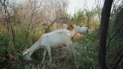 White-color-goats-eating-grass-outdoors-in-bush-vegetation,-goats-are-member-of-the-Bovidae-family-of-animals,-natural-environment-during-sunshine-day,-domesticated-animals-concept