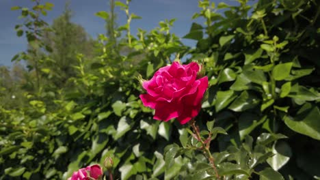 Garden-rose-stands-tall-and-proud-amongst-bushes-and-surrounded-foliage