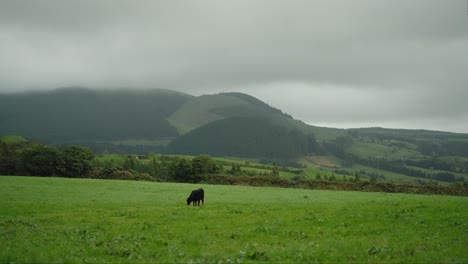 Tranquila-Vaca-Negra-Pastando-En-Los-Pastos-De-Las-Azores,-Isla-De-São-Miguel