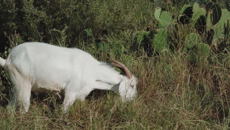 White-color-goat-eating-grass-outdoors,-goats-are-member-of-the-Bovidae-family-of-animals,-natural-environment-during-sunshine-day,-domesticated-animals-concept