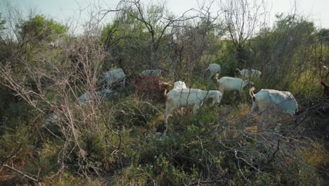 Herd-of-goats-are-moving-through-bush-vegetation-in-search-for-food