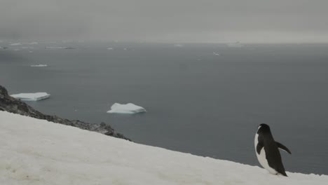 Tiro-De-Seguimiento-En-Cámara-Lenta-De-Un-Pingüino-Caminando-Sobre-La-Nieve